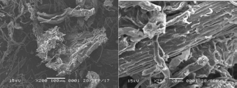 SEM images of Alpha cellulose produced with a magnification of 200X and 750X